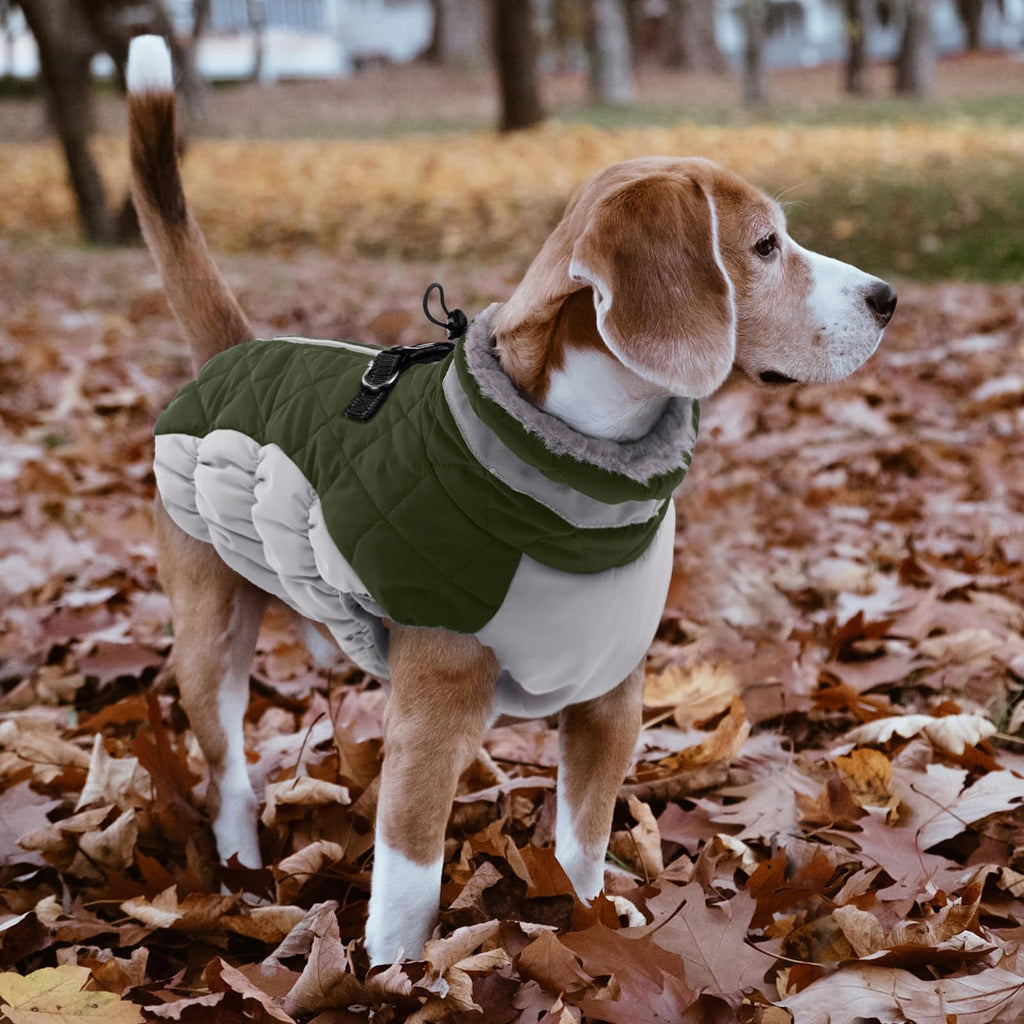 Perro usando abrigo impermeable verde militar