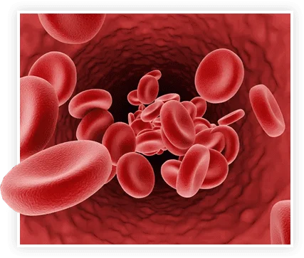 prostavive-circulacion-y-vitalidad.